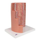 3B MICROanatomy™ Digestive System Model, 20-times Magnified - 3B Smart Anatomy