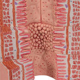 3B MICROanatomy™ Digestive System Model, 20-times Magnified - 3B Smart Anatomy