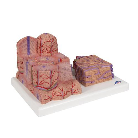 3B MICROanatomy™ Liver Model - 3B Smart Anatomy