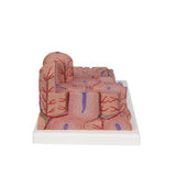 3B MICROanatomy™ Liver Model - 3B Smart Anatomy