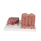 3B MICROanatomy™ Liver Model - 3B Smart Anatomy