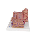 3B MICROanatomy™ Liver Model - 3B Smart Anatomy
