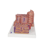 3B MICROanatomy™ Liver Model - 3B Smart Anatomy