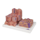 3B MICROanatomy™ Liver Model - 3B Smart Anatomy