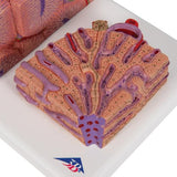 3B MICROanatomy™ Liver Model - 3B Smart Anatomy