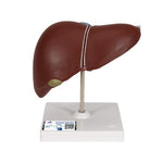Liver Model with Gall Bladder - 3B Smart Anatomy