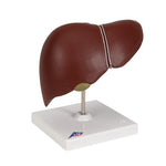 Liver Model with Gall Bladder - 3B Smart Anatomy