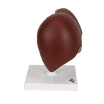 Liver Model with Gall Bladder - 3B Smart Anatomy
