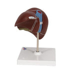 Liver Model with Gall Bladder - 3B Smart Anatomy