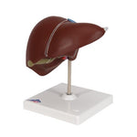 Liver Model with Gall Bladder - 3B Smart Anatomy