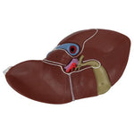 Liver Model with Gall Bladder - 3B Smart Anatomy