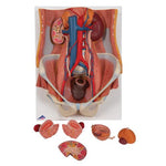 Dual Sex Urinary System Model, 6 part - 3B Smart Anatomy