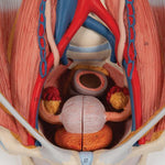 Dual Sex Urinary System Model, 6 part - 3B Smart Anatomy
