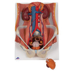 Dual Sex Urinary System Model, 6 part - 3B Smart Anatomy