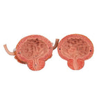Dual Sex Urinary System Model, 6 part - 3B Smart Anatomy