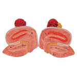 Dual Sex Urinary System Model, 6 part - 3B Smart Anatomy