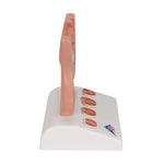 Prostate Model, 1/2 Natural Size - 3B Smart Anatomy