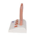 Prostate Model, 1/2 Natural Size - 3B Smart Anatomy