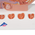 Prostate Model, 1/2 Natural Size - 3B Smart Anatomy