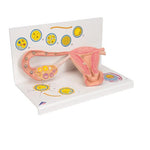Ovaries & Fallopian Tubes Model with Stages of Fertilization, 2-times magnified - 3B Smart Anatomy