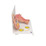 Ovaries & Fallopian Tubes Model with Stages of Fertilization, 2-times magnified - 3B Smart Anatomy