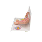 Ovaries & Fallopian Tubes Model with Stages of Fertilization, 2-times magnified - 3B Smart Anatomy