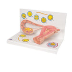 Ovaries & Fallopian Tubes Model with Stages of Fertilization, 2-times magnified - 3B Smart Anatomy