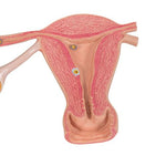 Ovaries & Fallopian Tubes Model with Stages of Fertilization, 2-times magnified - 3B Smart Anatomy