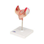 Embryo Model, 1st Month - 3B Smart Anatomy