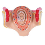 Embryo Model, 1st Month - 3B Smart Anatomy