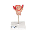 Embryo Model, 2nd Month - 3B Smart Anatomy