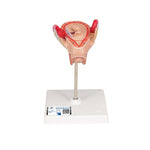 Embryo Model, 2nd Month - 3B Smart Anatomy