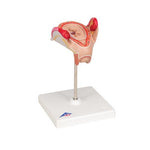 Embryo Model, 2nd Month - 3B Smart Anatomy