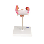 Embryo Model, 2nd Month - 3B Smart Anatomy