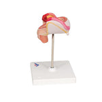 Embryo Model, 2nd Month - 3B Smart Anatomy