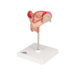 Embryo Model, 2nd Month - 3B Smart Anatomy