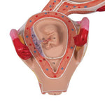Embryo Model, 2nd Month - 3B Smart Anatomy