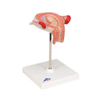 Fetus Model, 3rd Month - 3B Smart Anatomy