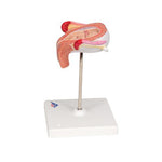 Fetus Model, 3rd Month - 3B Smart Anatomy