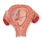 Fetus Model, 3rd Month - 3B Smart Anatomy