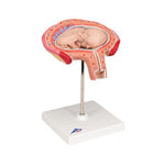 Fetus Model, 4th Month in Abdominal Position - 3B Smart Anatomy