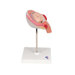 Fetus Model, 4th Month in Abdominal Position - 3B Smart Anatomy