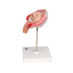 Fetus Model, 4th Month in Abdominal Position - 3B Smart Anatomy