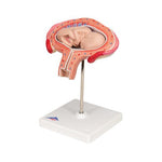 Fetus Model, 4th Month in Abdominal Position - 3B Smart Anatomy