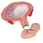 Fetus Model, 4th Month in Abdominal Position - 3B Smart Anatomy