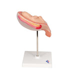Fetus Model, 5th Month in Breech Position - 3B Smart Anatomy