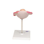 Fetus Model, 5th Month in Breech Position - 3B Smart Anatomy