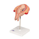 Fetus Model, 5th Month in Breech Position - 3B Smart Anatomy
