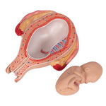 Fetus Model, 5th Month in Breech Position - 3B Smart Anatomy