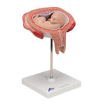 Fetus Model, 5th Month in Dorsal Position - 3B Smart Anatomy